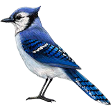 Blue Jay coloring pages