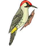 Woodpecker coloring pages