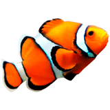 Clownfish coloring pages