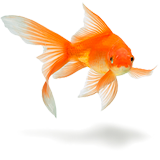 Goldfish coloring pages