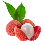 Lychee coloring pages