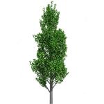 Poplar Tree coloring pages