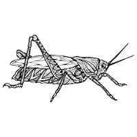 Grasshopper coloring pages for Adults