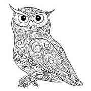 Owl coloring pages for Adults