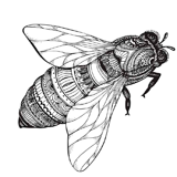 Fly coloring pages