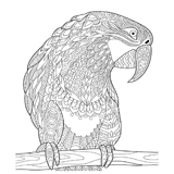 Parrot coloring pages for Adults