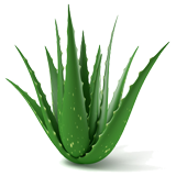 Aloe coloring pages
