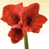 Amaryllis coloring pages