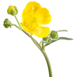 Buttercup Flower coloring pages
