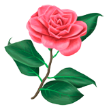 Camellia Flower coloring pages