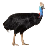 Cassowary coloring pages