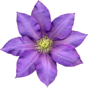 Clematis coloring pages