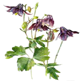 Columbine Flowers coloring pages