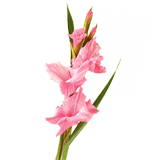 Gladiolus coloring pages