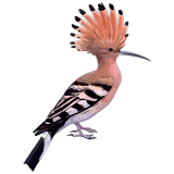 Hoopoe coloring pages