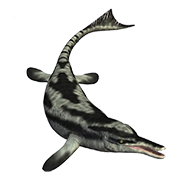 Ichthyosaur coloring pages