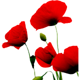 Poppy Flower coloring pages