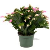Schlumbergera coloring pages