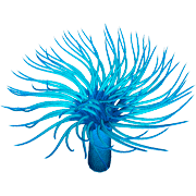 Sea Anemone coloring pages