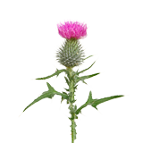 Thistle Flower coloring pages