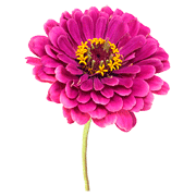 Zinnia coloring pages