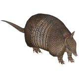 Armadillos coloring pages