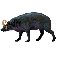 Babirusa coloring pages