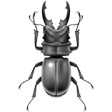 Beetles coloring pages