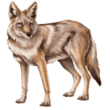 Coyote coloring pages