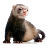 Ferret coloring pages