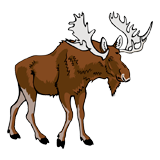 Moose coloring pages