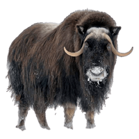 Musk Ox coloring pages