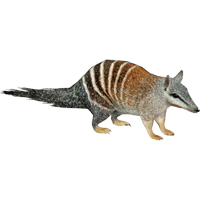 Numbat coloring pages