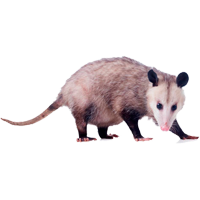 Opossum coloring pages