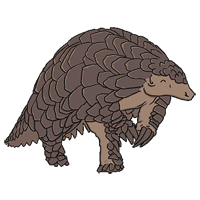 Pangolin coloring pages