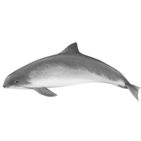 Porpoise coloring pages