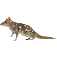 Quoll coloring pages