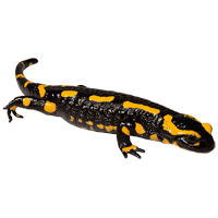 Salamander coloring pages