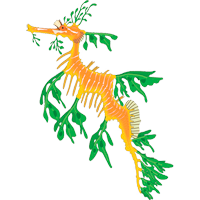 Seadragon coloring pages