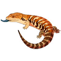 Skink coloring pages
