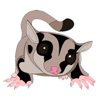 Sugar Glider coloring pages