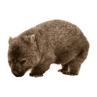 Wombat coloring pages
