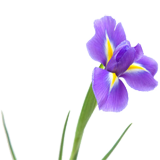 Iris Flower coloring pages
