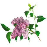 Lilac Flower coloring pages
