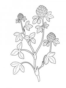Clover coloring page 4 - Free printable
