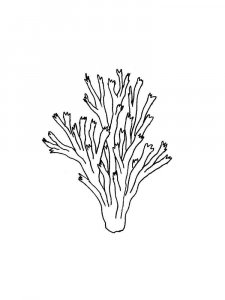 Coral coloring page 1 - Free printable