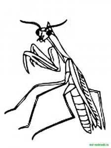 Insect coloring page 33 - Free printable