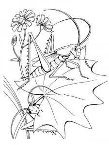 Insect coloring page 39 - Free printable