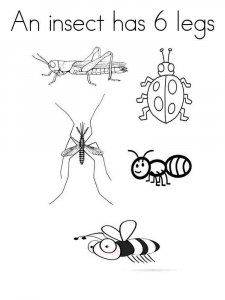 Insect coloring page 4 - Free printable