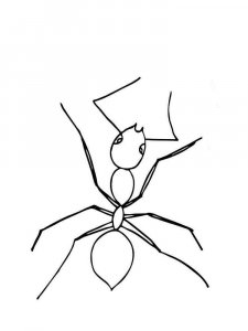 Insect coloring page 44 - Free printable